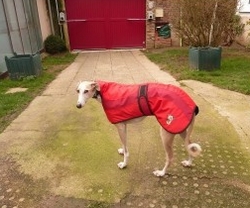 manteau pour galgo greyhound et podenco